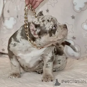 Фото №3. American Micro Bullies Colls.  США