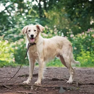 Фото №3. Ищет дом чудесный пес Арни..  Россия