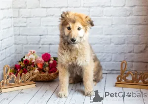 Фото №3. Нежный мальчик Балу ищет свою семью!.  Россия