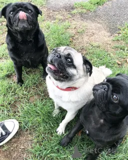 Дополнительные фото: Красивые родители, проведенные