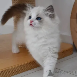 Дополнительные фото: Котенок рэгдолл доступен для усыновления, если интересно, в личку.