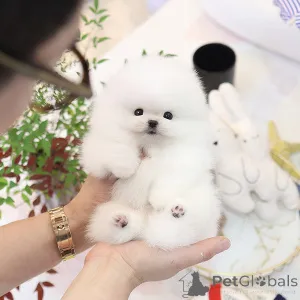 Фото №3. Сладкий Pomerania Puppy.  Великобритания