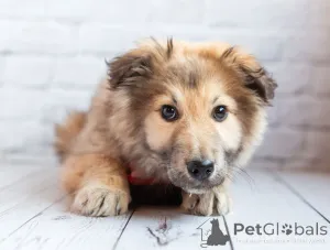 Дополнительные фото: Нежный мальчик Балу ищет свою семью!