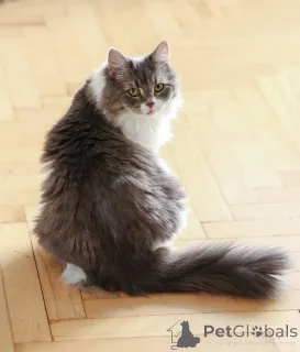 Фото №4. Продам  в Домодедово частное объявление - цена Бесплатно