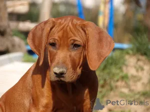 Фото №3. Квитанция в сентябре 2025 г. Объявление о мусоре.  Польша