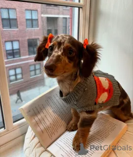 Фото №1.  - купить в Баре за 69575₽. Объявление №163345