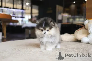 Фото №3. Дом декана Джанет Кей.  США