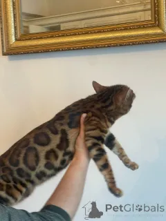 Дополнительные фото: Бенгалская кошка bengal cat