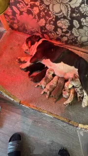 Фото №4. Продажа английского бульдога в Брюсселе из питомника - цена 27830₽