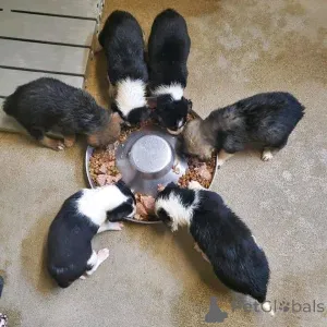 Фото №2 к объявлению №161356 о продаже австралийскую овчарку - купить в Дании частное объявление