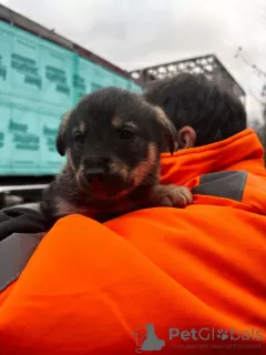 Дополнительные фото: Малыши щенки срочно ищут дом!