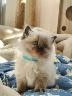Дополнительные фото: Registrierte reinrassige Ragdoll-Kätzchen