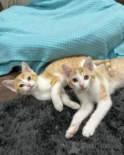 Фото №1. беспородная - купить в Мюнхене за 55660₽. Объявление №150629