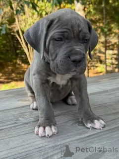 Фото №3. Познакомьтесь с Атласом, нежным стражем, сердце которого такое же сильное, как и.  Нидерланды