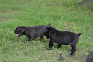 Фото №3. Cane Corso Puppies для продажи..  Нидерланды