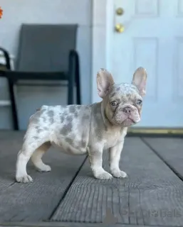 Дополнительные фото: Этот потрясающий щенок французского бульдога полон очарования, любви и