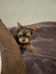 Дополнительные фото: Девочка и Мальчик Йоркширского Терьера. 