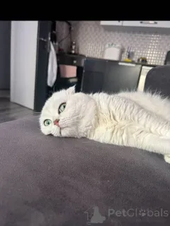 Фото №3. Игривая, но уравновешенная Поппи комочек любви, завернутый в мягкий мех и нежно. Франция