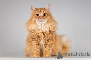 Фото №1.  - купить в Химках за Бесплатно. Объявление №166040