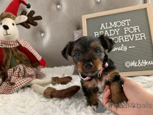 Фото №2 к объявлению №167656 о продаже йоркширского терьера - купить в Германии частное объявление, из приюта