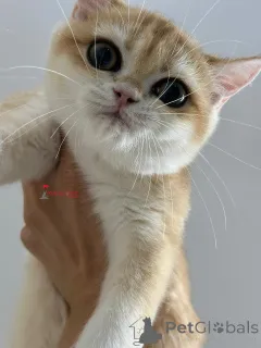 Фото №3. Britishorthair NY 12 Женщина полная родословная. Турция
