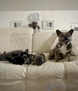 Дополнительные фото: Эксклюзив! Щенки французского бульдога.