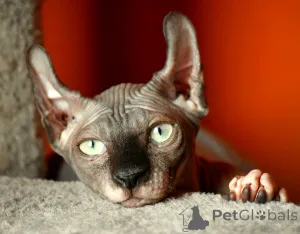 Фото №2 к объявлению №146285 о продаже эльф - купить в Польше частное объявление