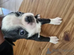 Фото №1.  - купить в Лондонский Сити за Бесплатно. Объявление №160205