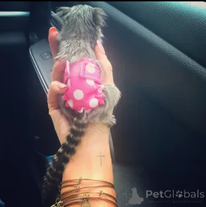 Фото №1.  - купить в Лос -Анджелес за Бесплатно. Объявление №161909