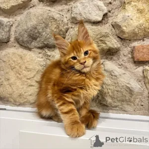Фото №3. Очаровательный коричневый полосатый котенок мейн-кун идеальная семейная кошка. Чехия