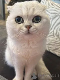 Фото №1. британская короткошёрстная - купить в Aix-en-Provence за 51022₽. Объявление №157770