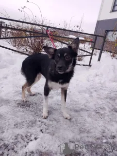 Дополнительные фото: Ищет дом крошка-собачка весом 6 кг