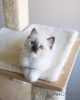 Дополнительные фото: Ragdoll Cittens