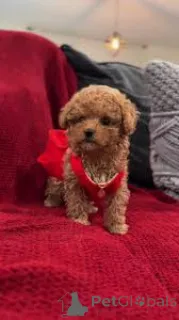 Фото №3. Чашка poedelpuppy's te koop.  Нидерланды