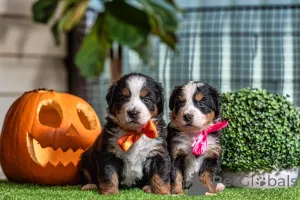 Фото №1. бернский зенненхунд - купить в Буллембу за договорная. Объявление №158444