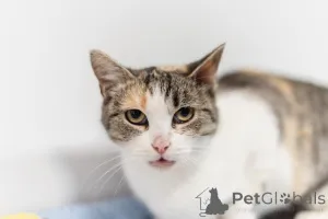 Фото №2 к объявлению №159363 о продаже  - купить в России из приюта