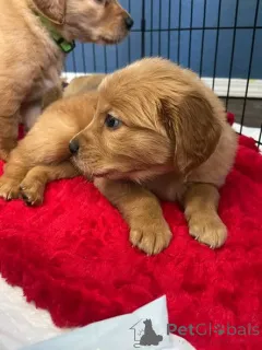 Фото №1. золотистый ретривер - купить в Grevenmacher за договорная. Объявление №165852