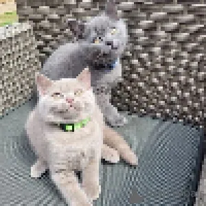 Дополнительные фото: Статные и крепкие котята