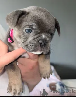 Фото №1.  - купить в Антверпен за 37107₽. Объявление №167820