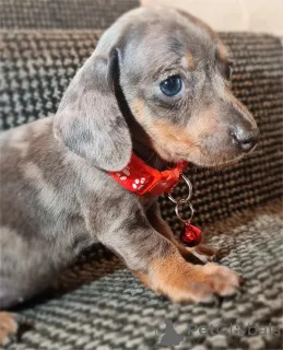 Фото №1. такса - купить в Кастроп-Рауксел за 32468₽. Объявление №153479