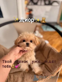 Фото №2 к объявлению №165182 о продаже мальтипу - купить в Беларуси из питомника