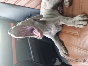 Дополнительные фото: NATALYA NEDODAYEVA