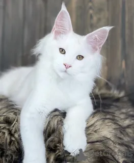 Фото №1. мейн-кун - купить в Баден-Бадене за 91839₽. Объявление №163468