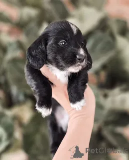 Фото №2 к объявлению №155450 о продаже таксу - купить в Норвегии частное объявление