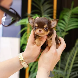 Фото №2 к объявлению №151881 о продаже чихуахуа - купить в США заводчик