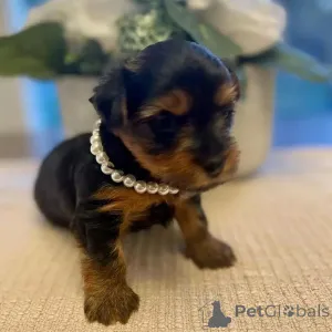 Фото №3. Продаются милые очаровательные щенки йорка. Свяжитесь с WhatsApp Business.  Германия