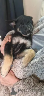 Фото №2 к объявлению №166205 о продаже немецкую овчарку - купить в Германии частное объявление