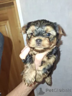 Дополнительные фото: Миниатюрные щенки Йорка.