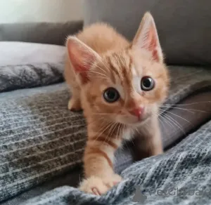 Фото №2 к объявлению №146292 о продаже тойгер - купить в Финляндии частное объявление, заводчик