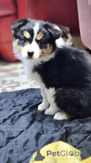 Фото №4. Продажа австралийскую овчарку в Зренджанин заводчик - цена договорная